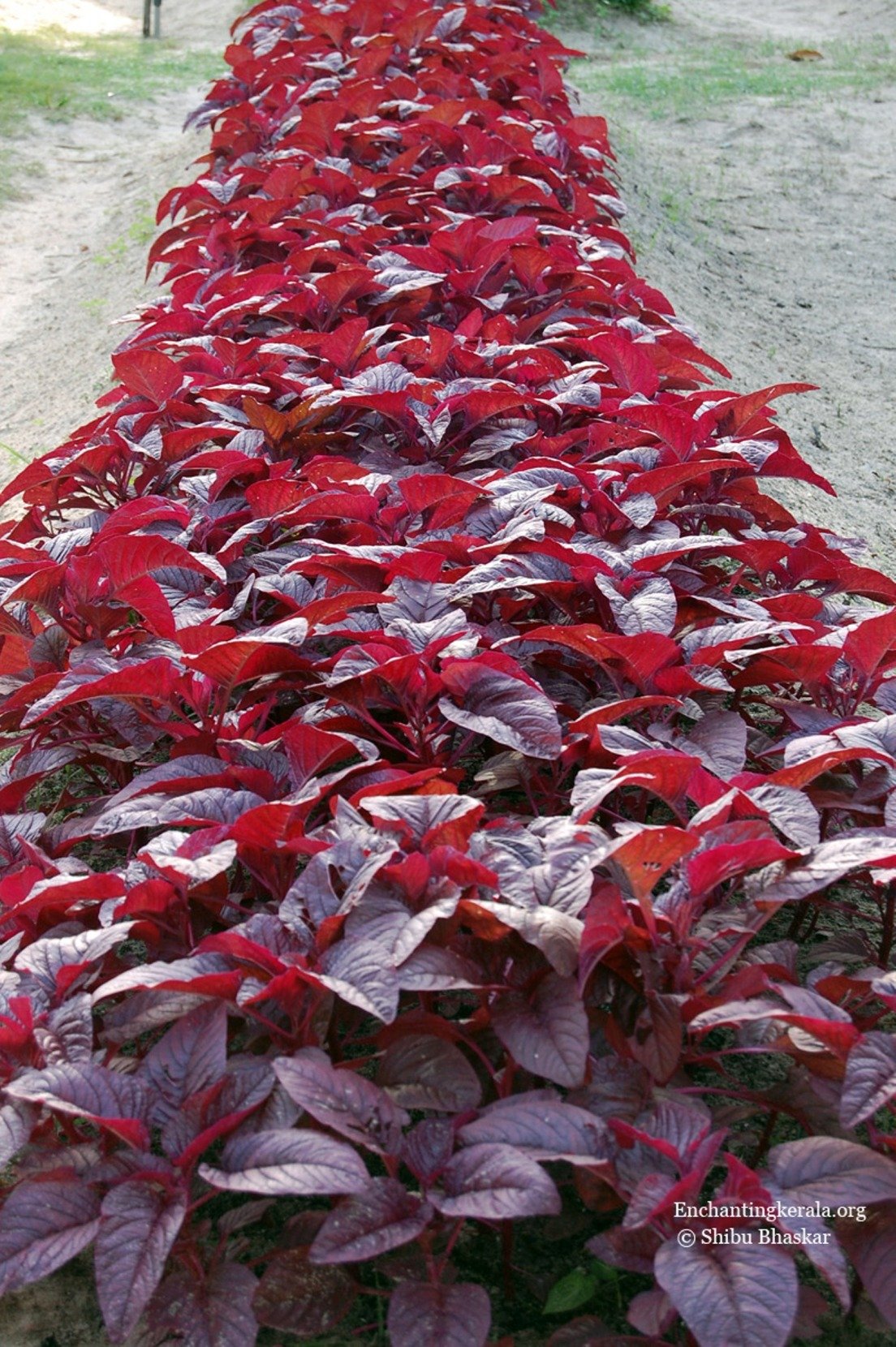 Planting Spinach Seeds – Red Leaf Variety