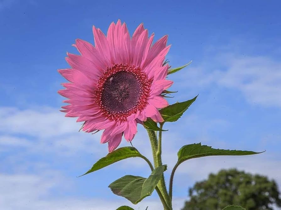 Sunflower Seeds for Planting pink
