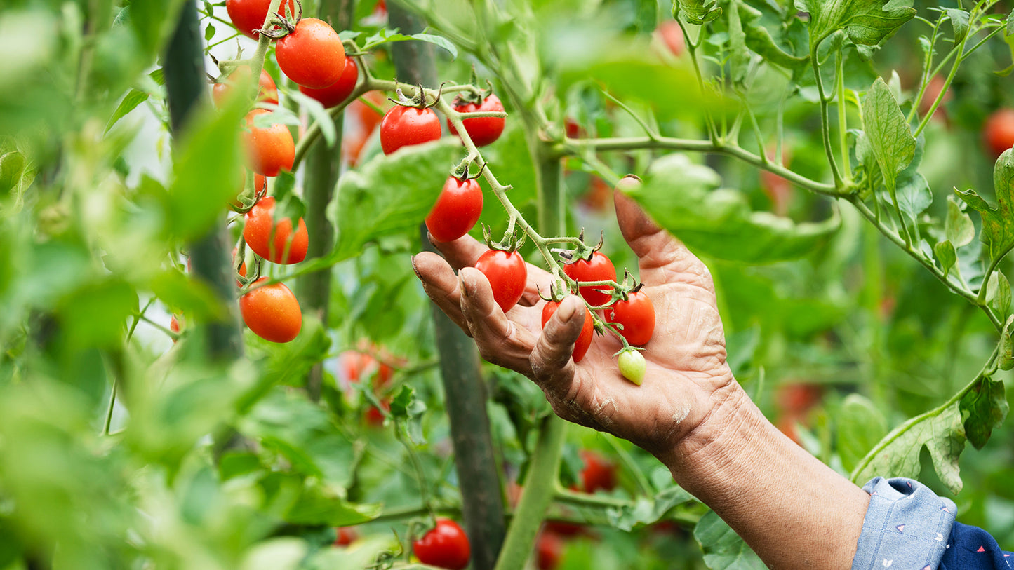 Graines de grosses tomates cerises rouges pour la plantation