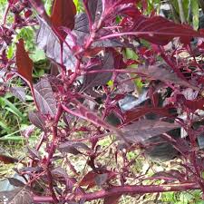 Planting Spinach Seeds – Red Leaf Variety