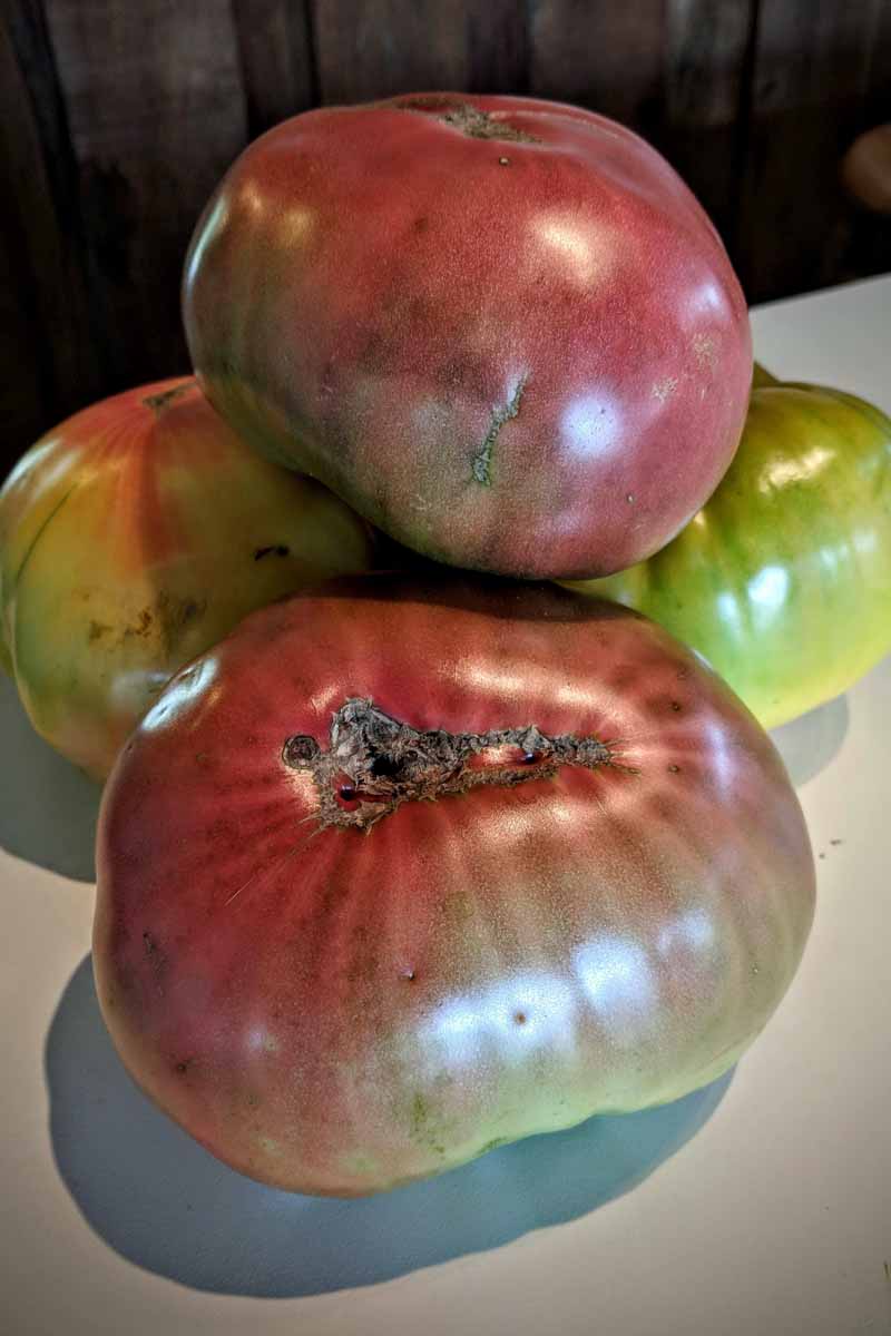Graines de tomate Cherokee Purple héritage Non-OGM
