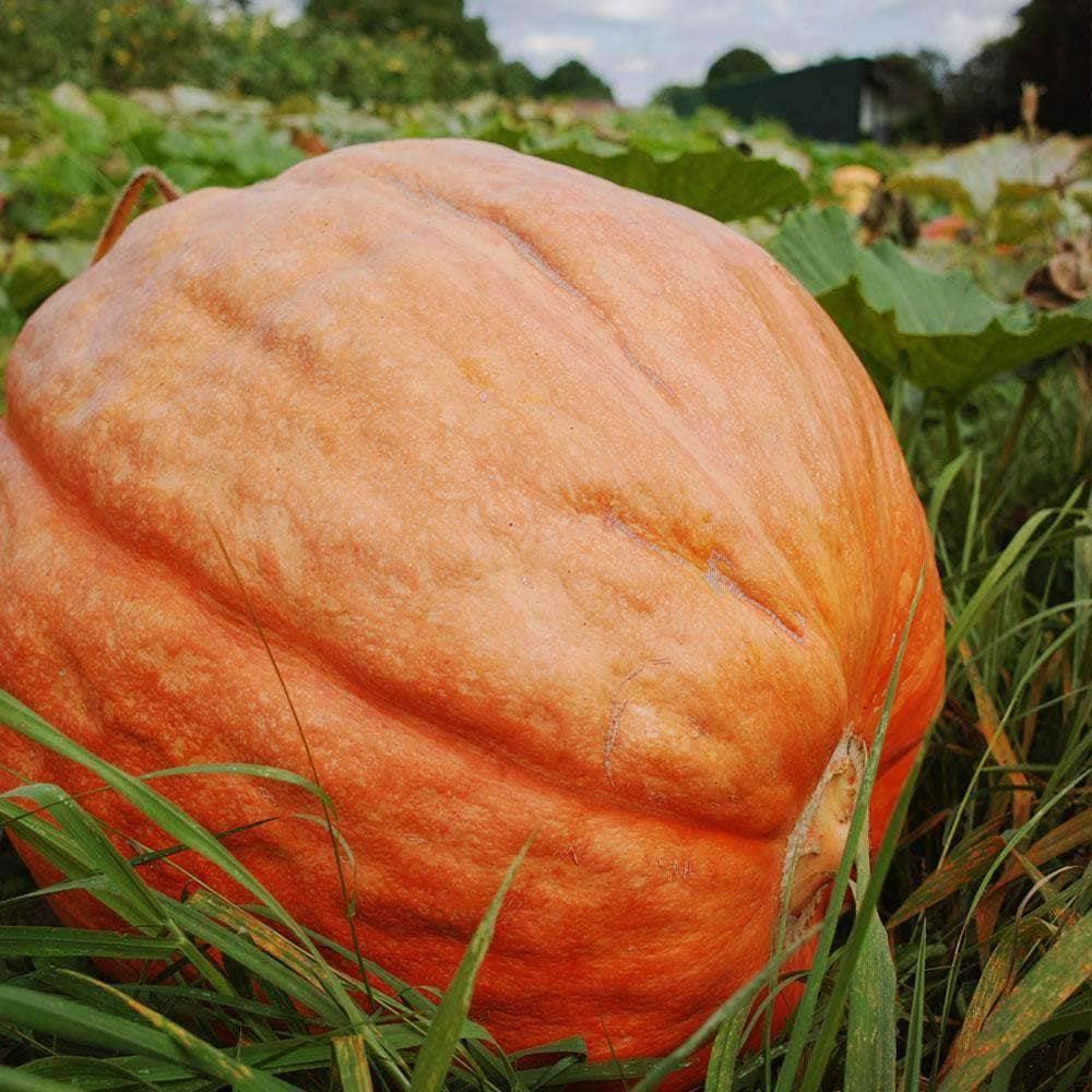 Semi di zucca per piantare – Verdure da esterno