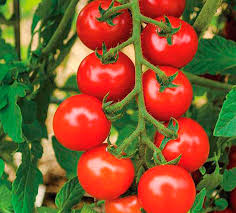 Graines de grosses tomates cerises rouges pour la plantation