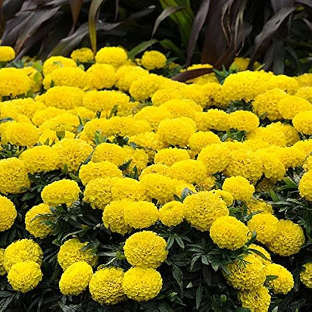 African Marigold Seeds for planting light Yellow