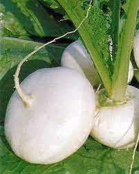 Semi di rapa bianca per piantare