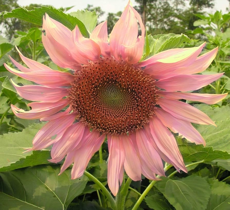 Sunflower Seeds for Planting pink