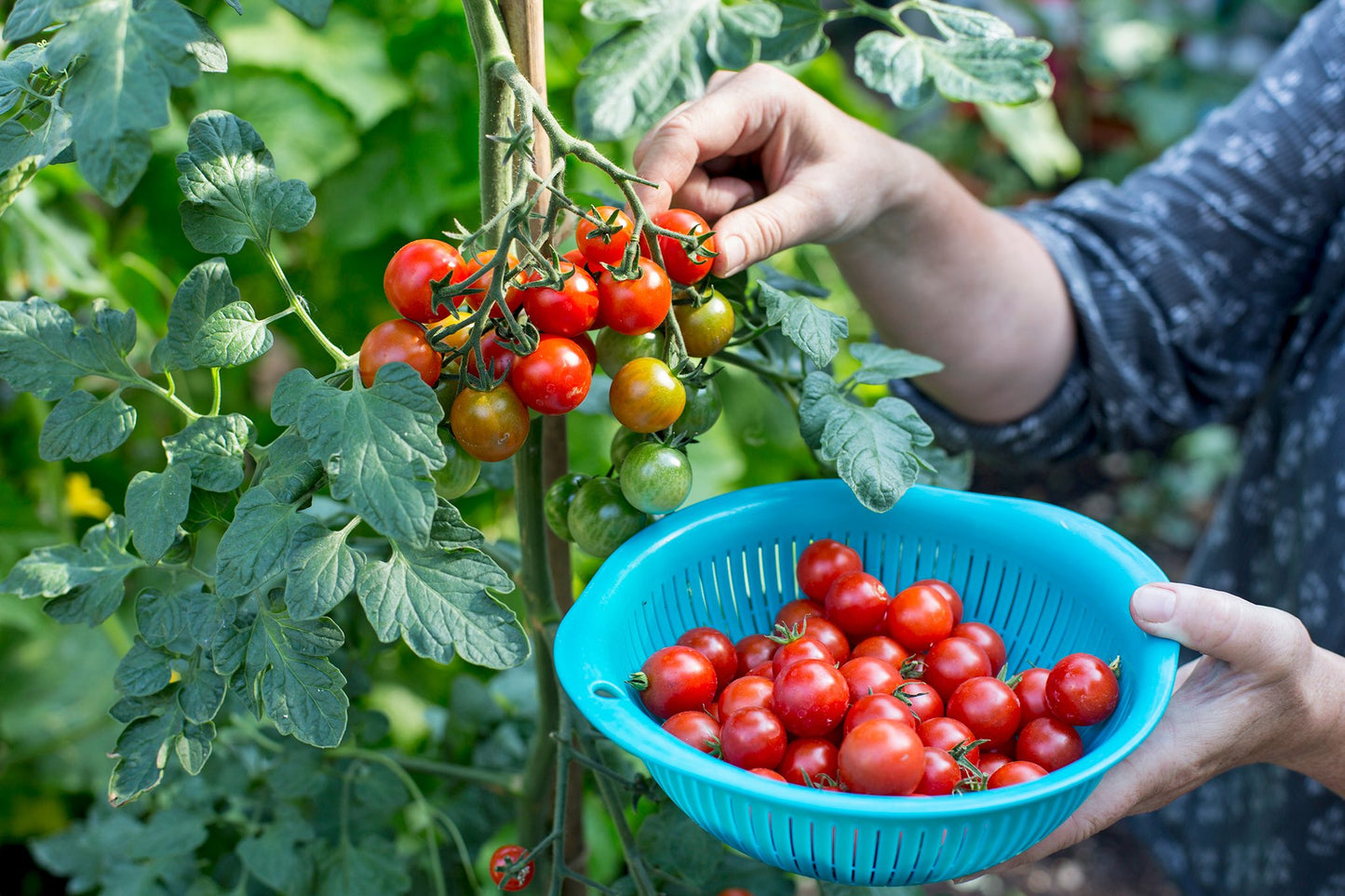 Graines de grosses tomates cerises rouges pour la plantation