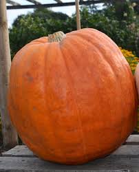 Semi di zucca per piantare – Verdure da esterno