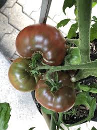 Graines de tomate Cherokee Purple héritage Non-OGM