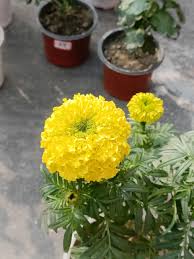 African Marigold Seeds for planting light Yellow