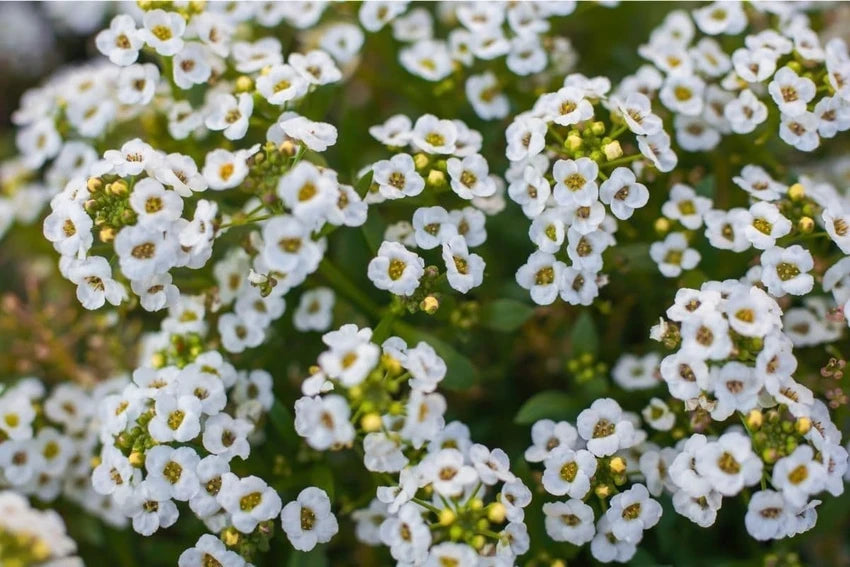 Teal Alyssum Flower Seeds