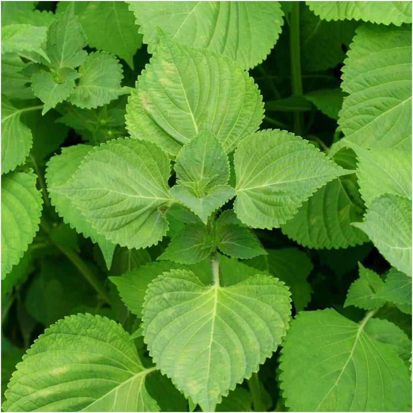 Perilla Herb Seeds
