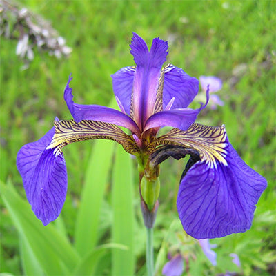 Siberian Iris Herb Seeds