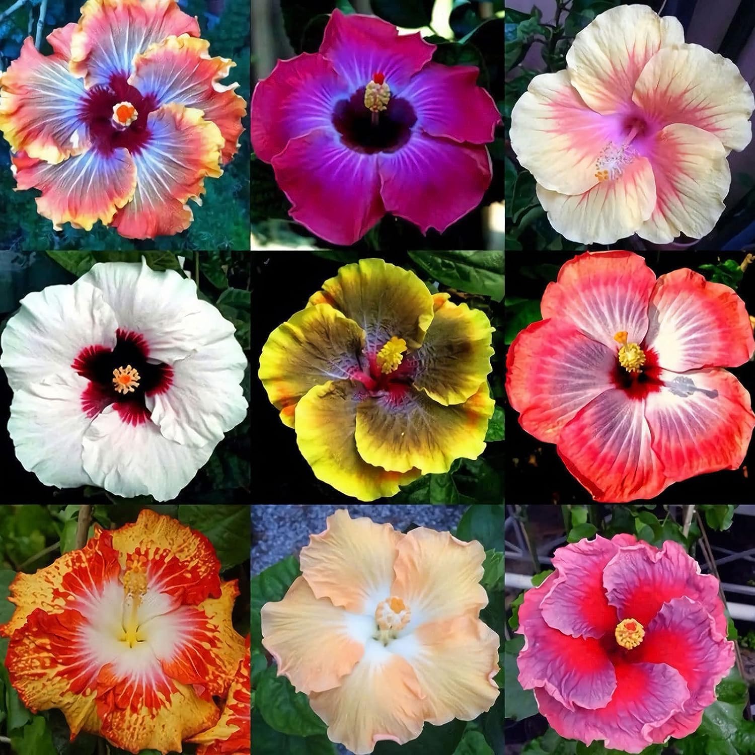 hibiscus flower seeds Mixed Rare Hibiscus Flower Seeds for Planting – Heirloom, Non-GMO, Uni – Pure Asia Seeds