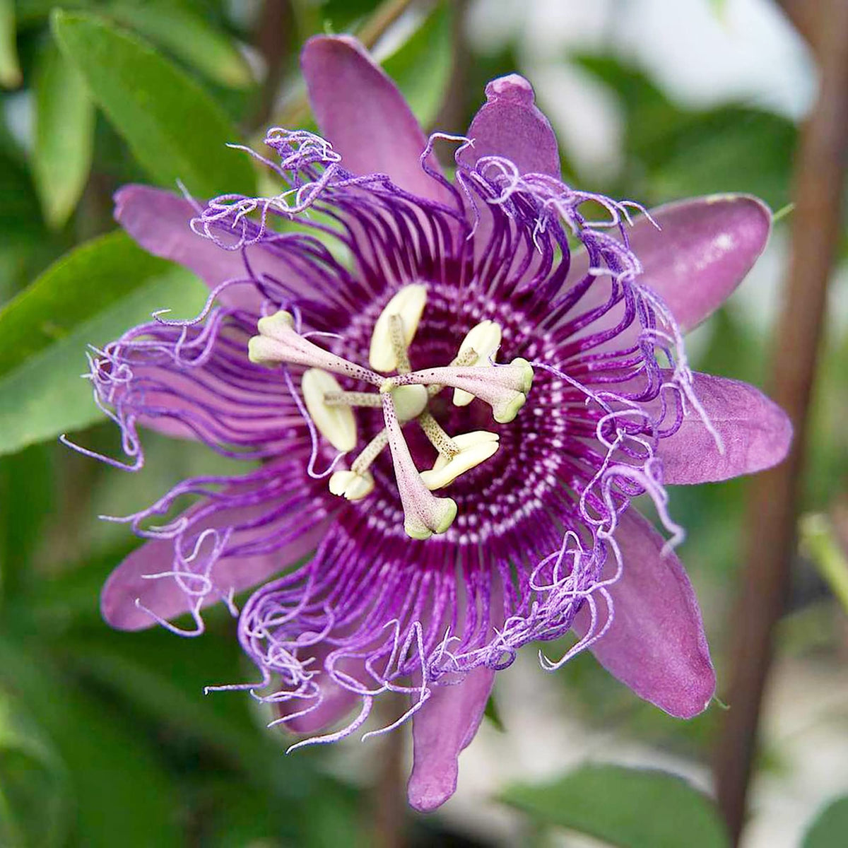 Purple Passionflower Flower seeds for Planting - Compact Growth, Heirloom & GMO Free Seeds for Home Garden
Sale for planting in home garden.