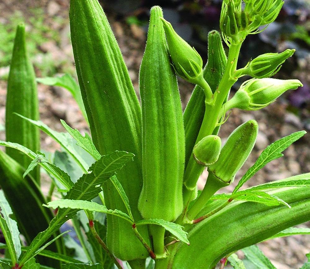 Okra Lady's Finger Vegetable Seeds