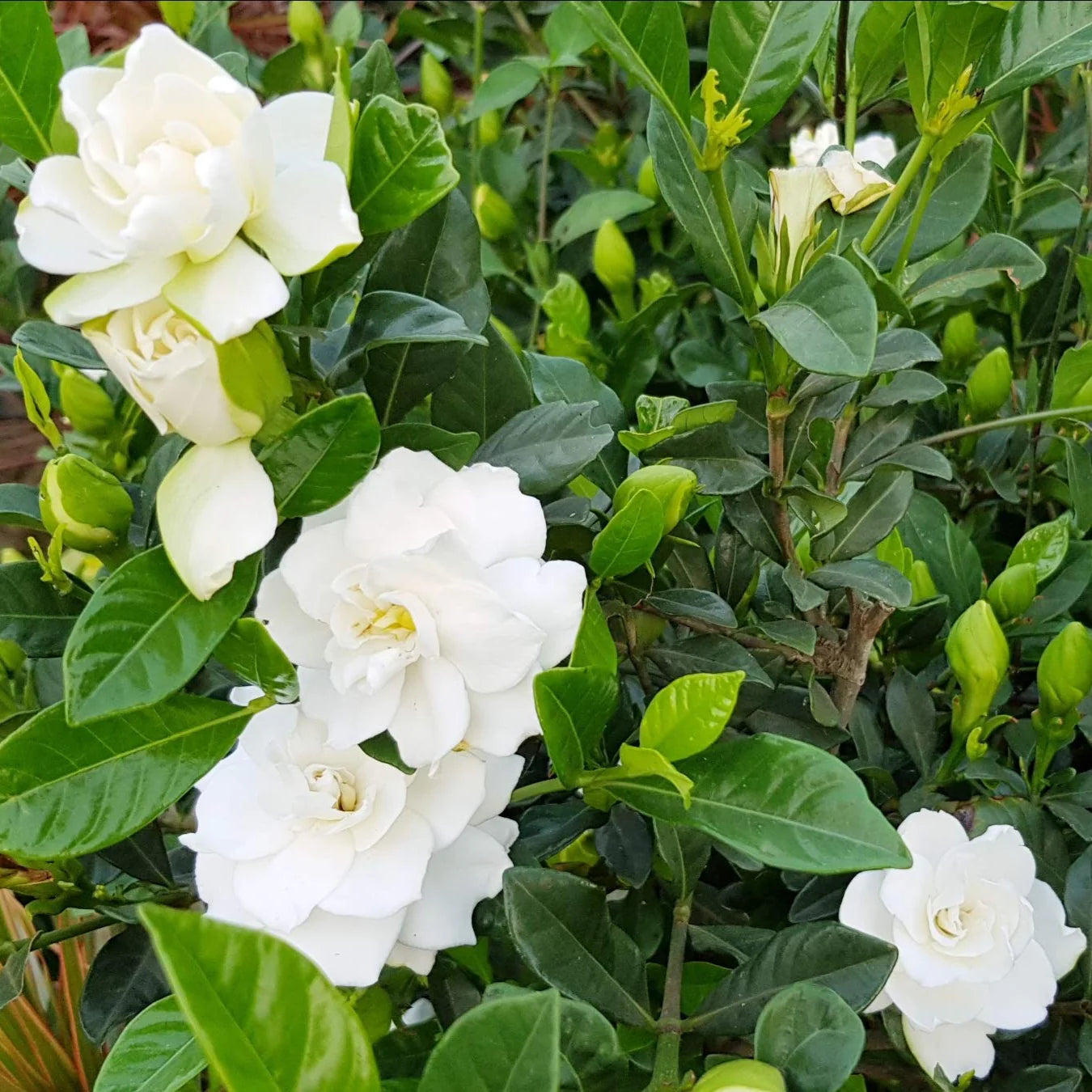 Gardenia Jasminoides Flower Seeds