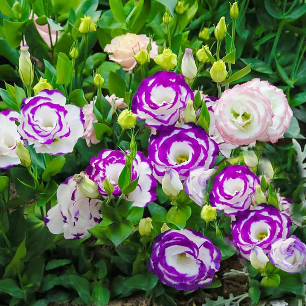 Semillas de flores de rosa blanca y morada