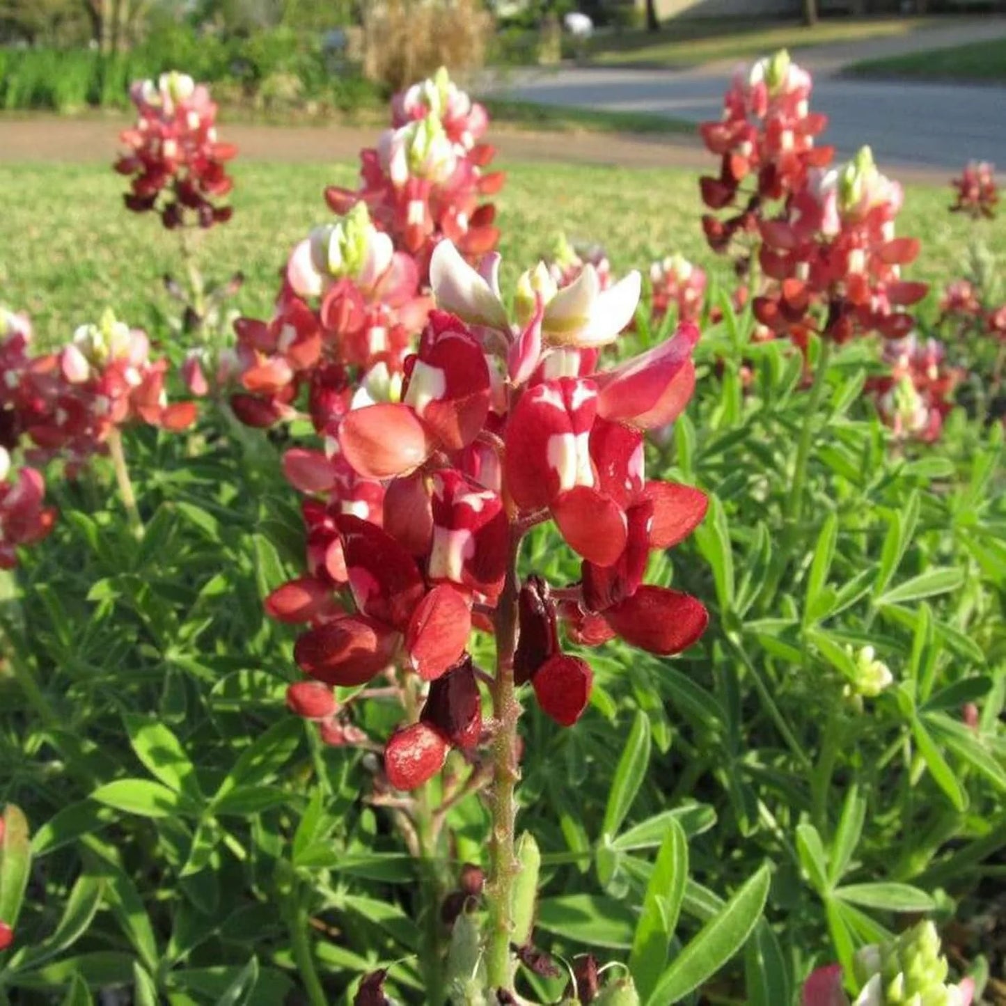 Red Texas Bluebonnets Seeds