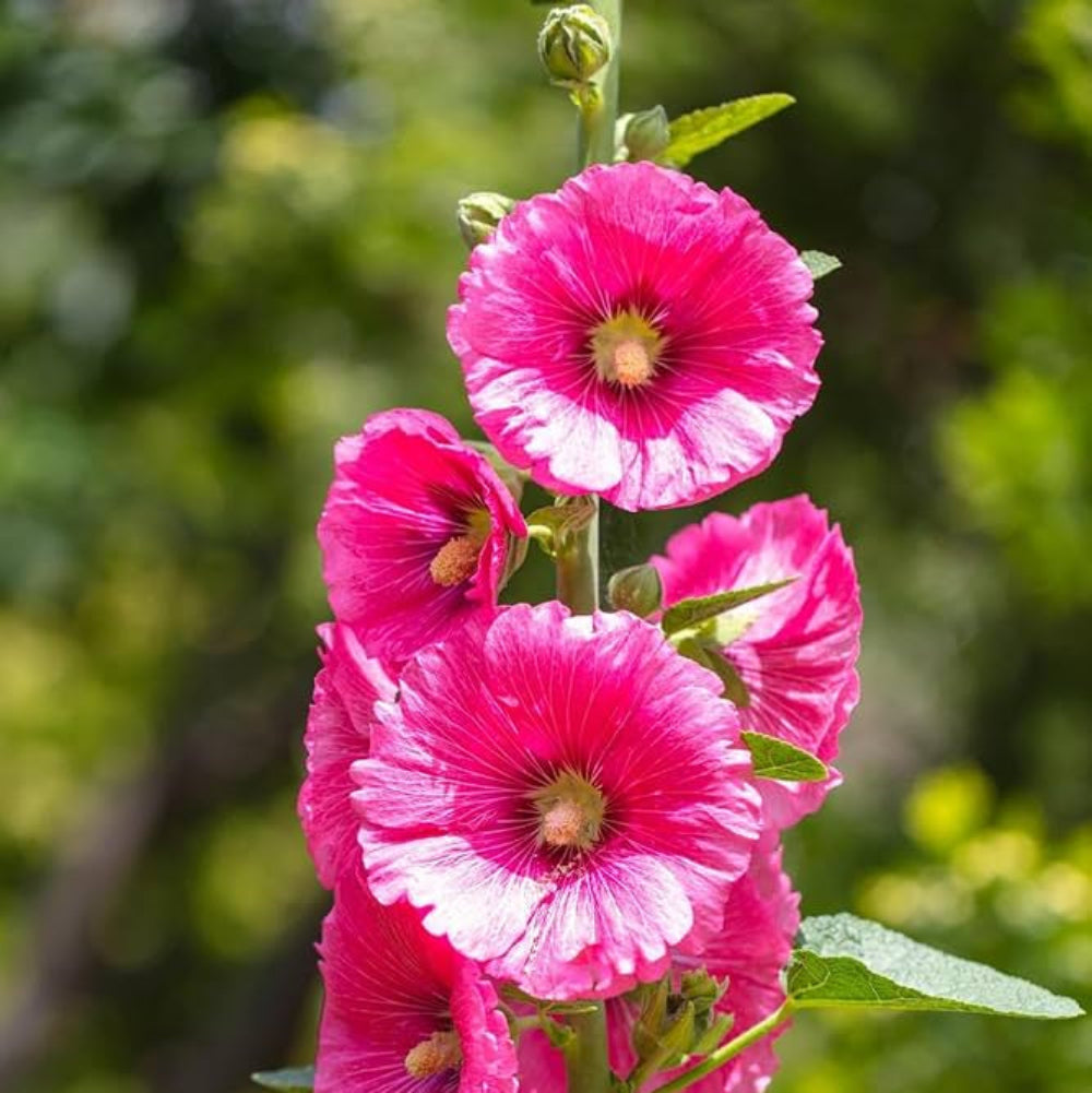 Semi di Fiore di Altea Rosa