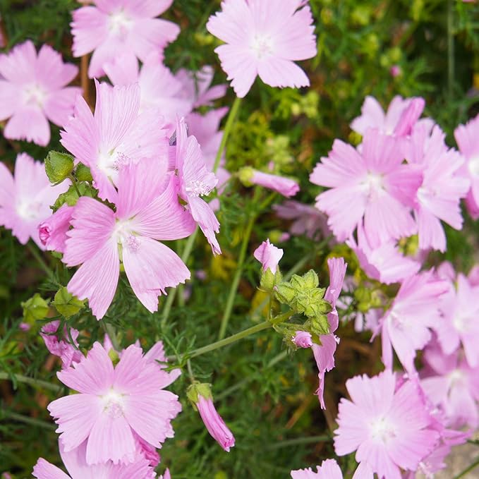 Pink Musk Mallow Flower seeds for Planting - Cottage Garden Essential, Heirloom & GMO Free Seeds for Home Garden
Sale for planting in home garden