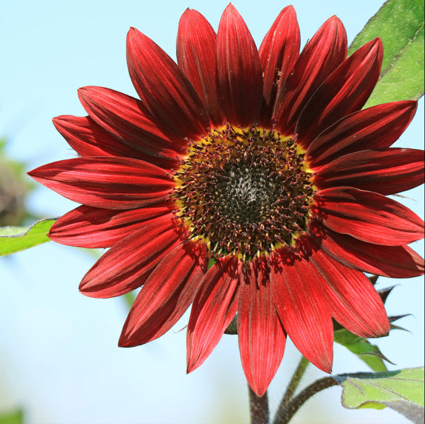 Maroon Sunflower Seeds for Planting – Heirloom, Non-GMO, Easy to Grow, Annual