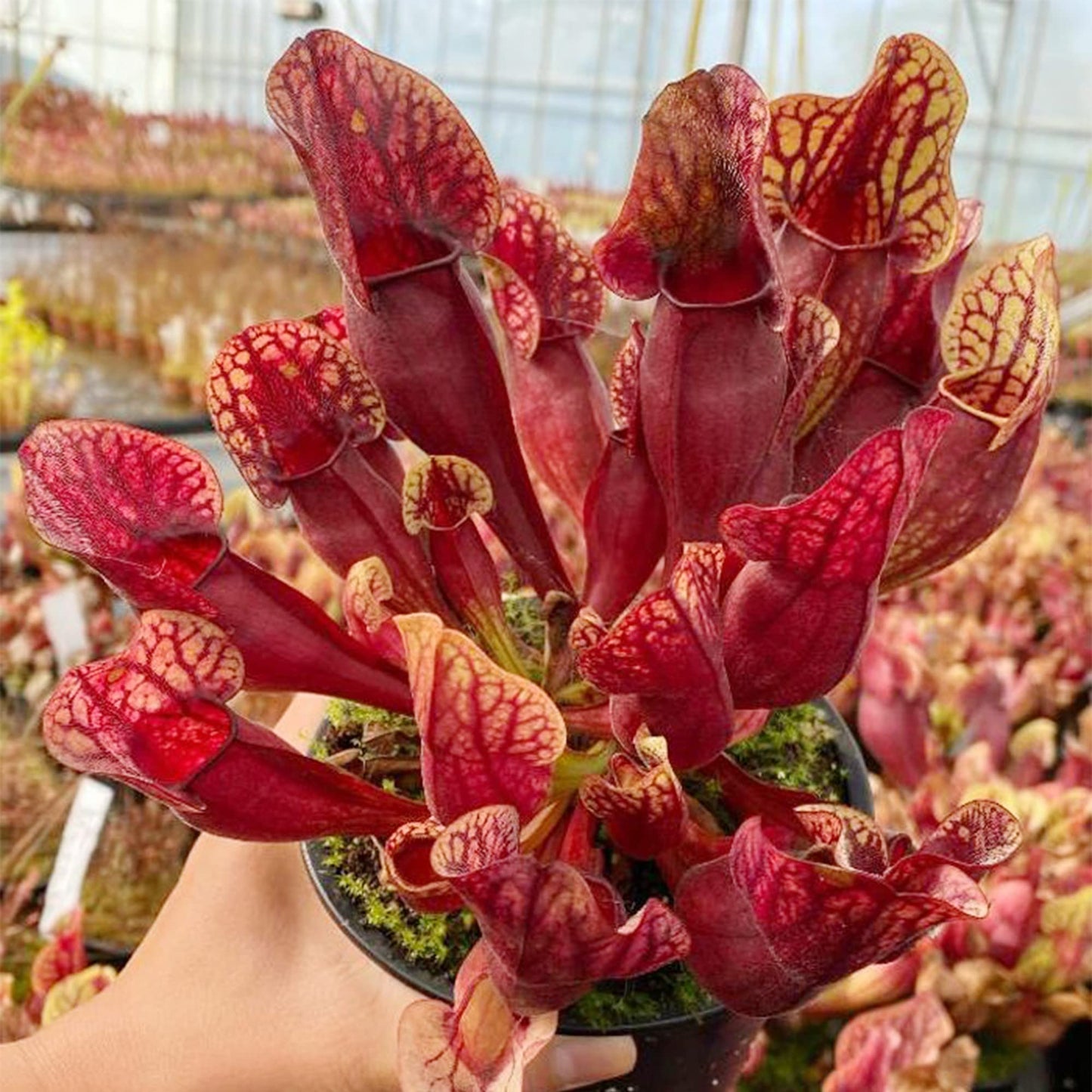 Sarracenia Purpurea Herb Seeds