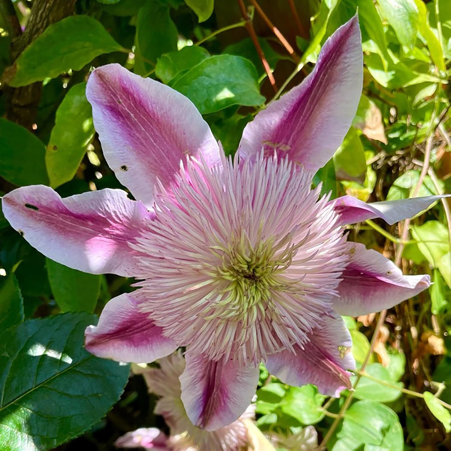 Empress' Clematis Flower Seeds