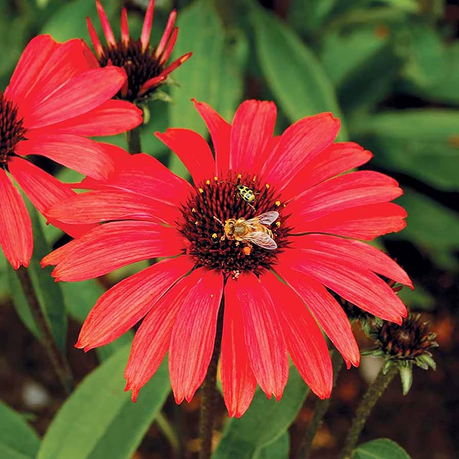 Red Ruby Echinacea Cone flower Seeds