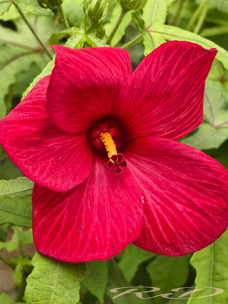 Heirloom Rose Mallow Flower seeds for Planting Pollinator Friendly Heirloom & GMO Free Seeds for Home Garden