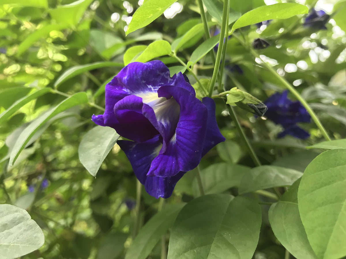 Clitoria Flower seeds for Planting - Seasonal Bloomer, Heirloom & GMO Free Seeds for Home Garden
Sale seeds for planting in home garden