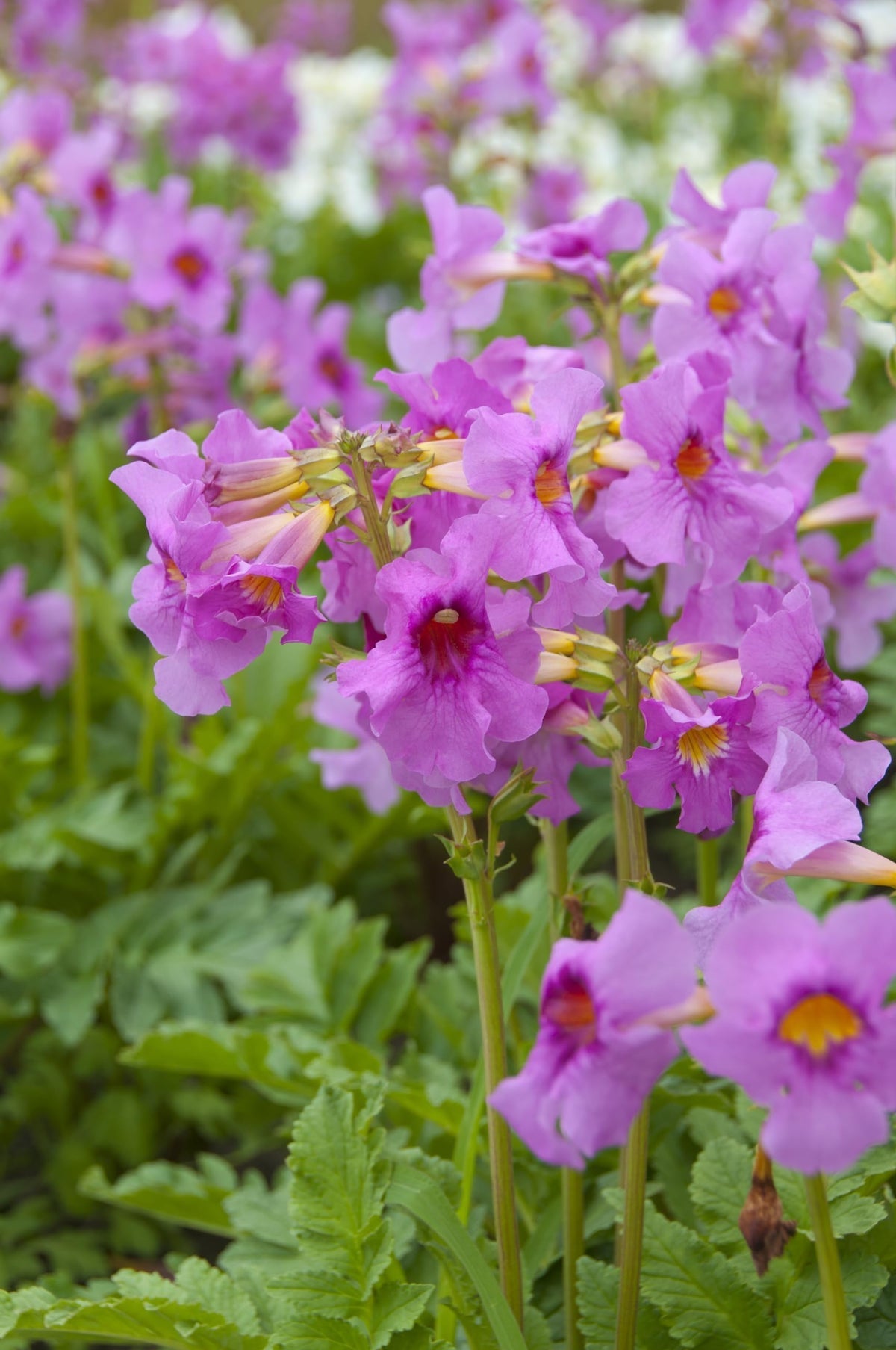 Incarvillea Delavayi Flower seeds for Planting - Shade Tolerant, Heirloom & GMO Free Seeds for Home Garden
Sale for planting in home garden.