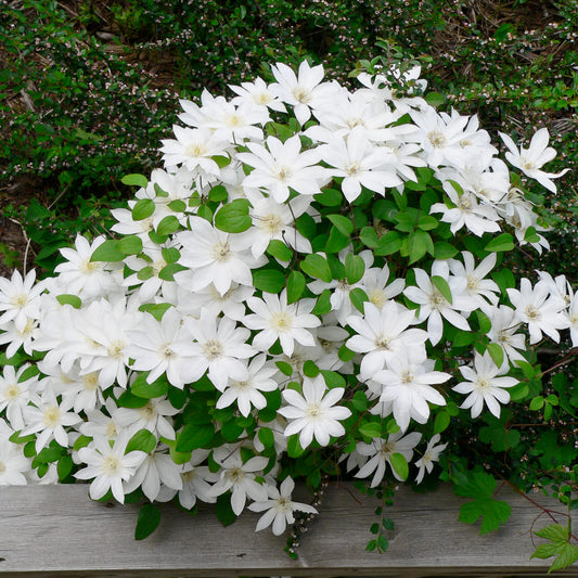Clematis 'Henryi' Flower Seeds for Planting – Heirloom, Non-GMO, Easy to Grow, Perennial