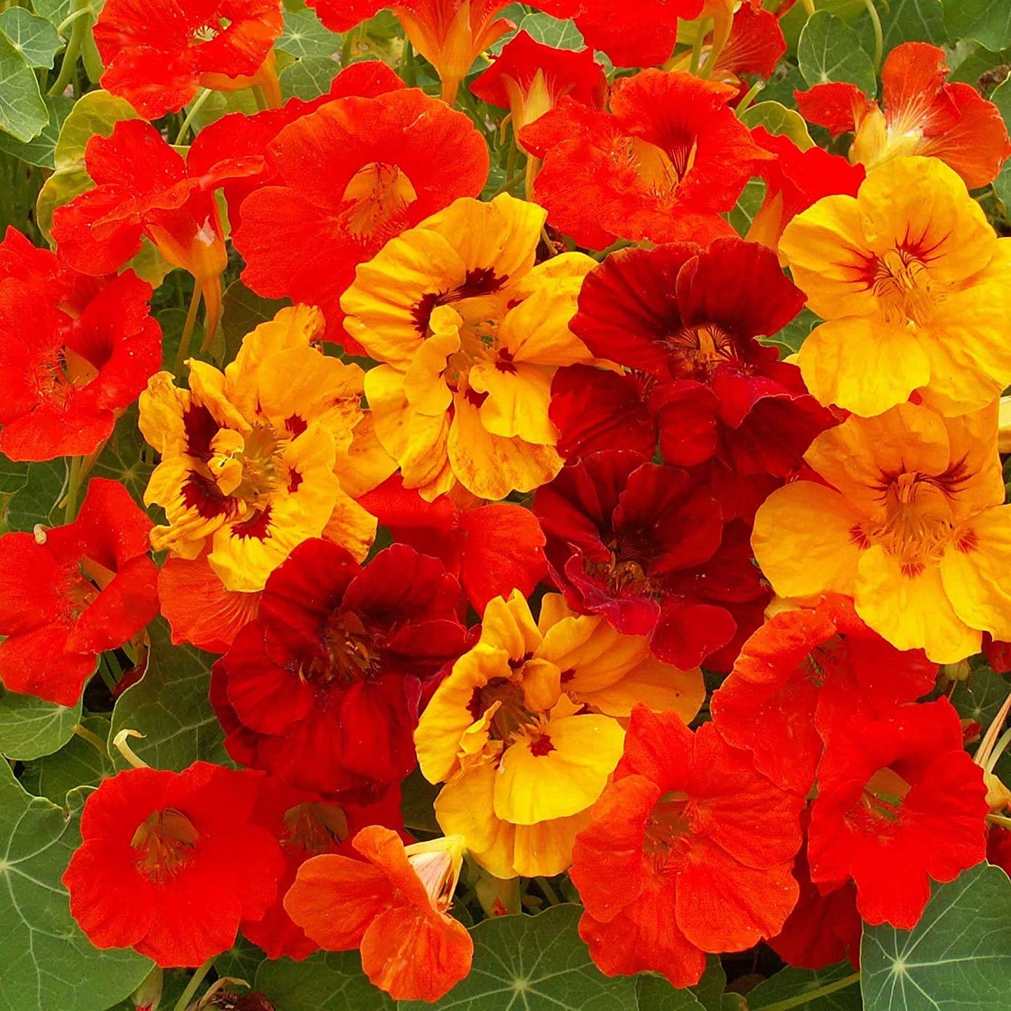 Kapuzinerkresse-Blumensamen in gemischten Farben