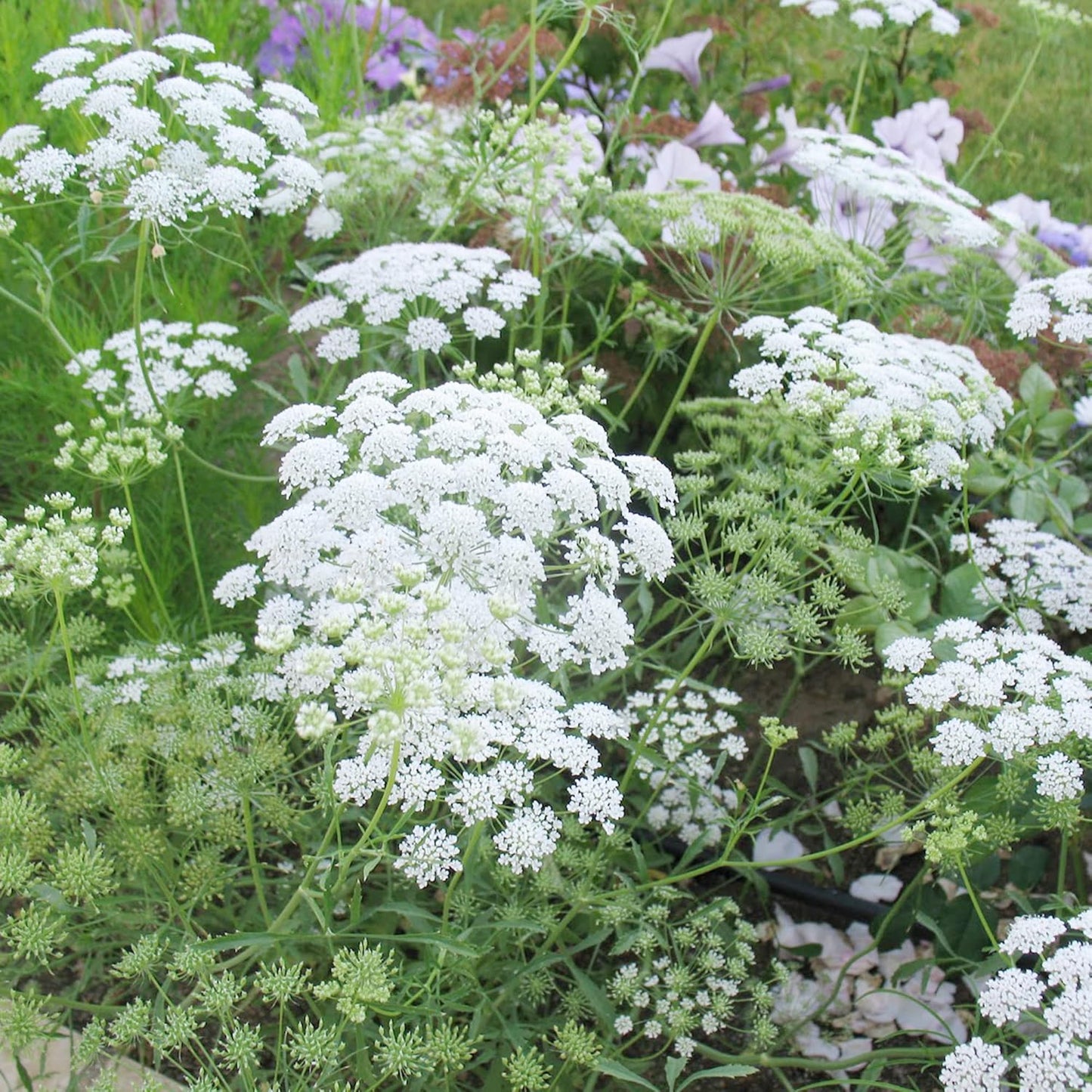 False Queen Anne's Lace Flower Seeds