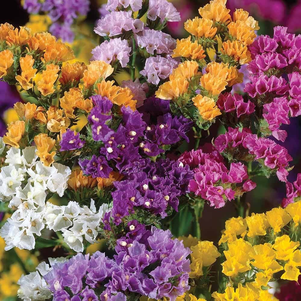 Semillas de flores de Limonium sinuatum