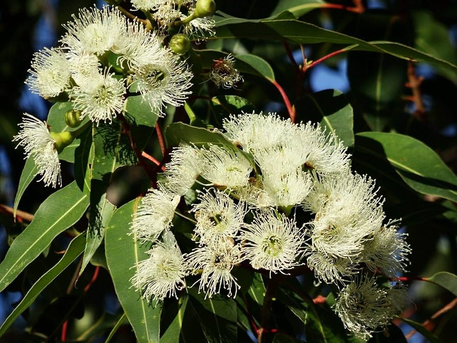 Semi di albero di Eucalyptus Citriodora