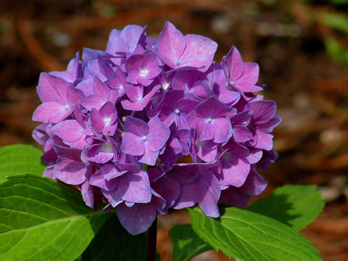Hydrangea Flower seeds for Planting Compact Growth Heirloom & GMO Free Seeds for Home Garden