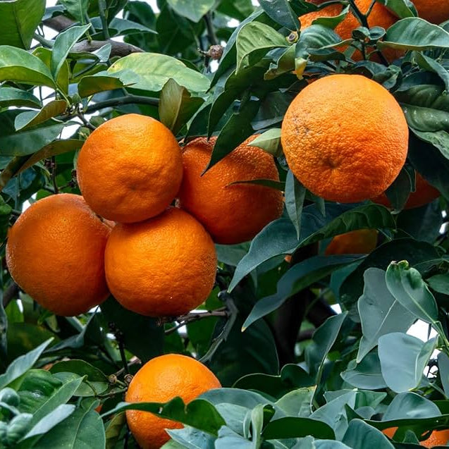 Graines de fruit d'orange sans pépins