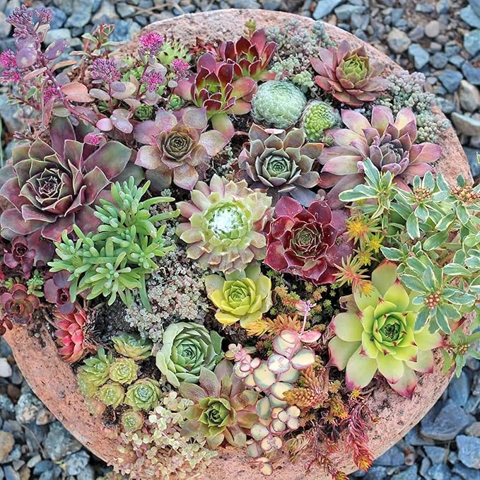 Gemischte Sedum-Pflanzensamen