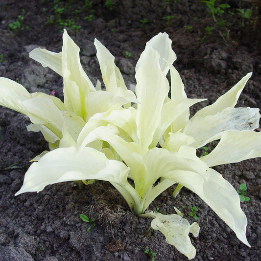 Hosta ‘White Feather’ (Plantain Lily) Plant Seeds for Planting – Heirloom, Non-GMO, Perennial, Shade-Tolerant