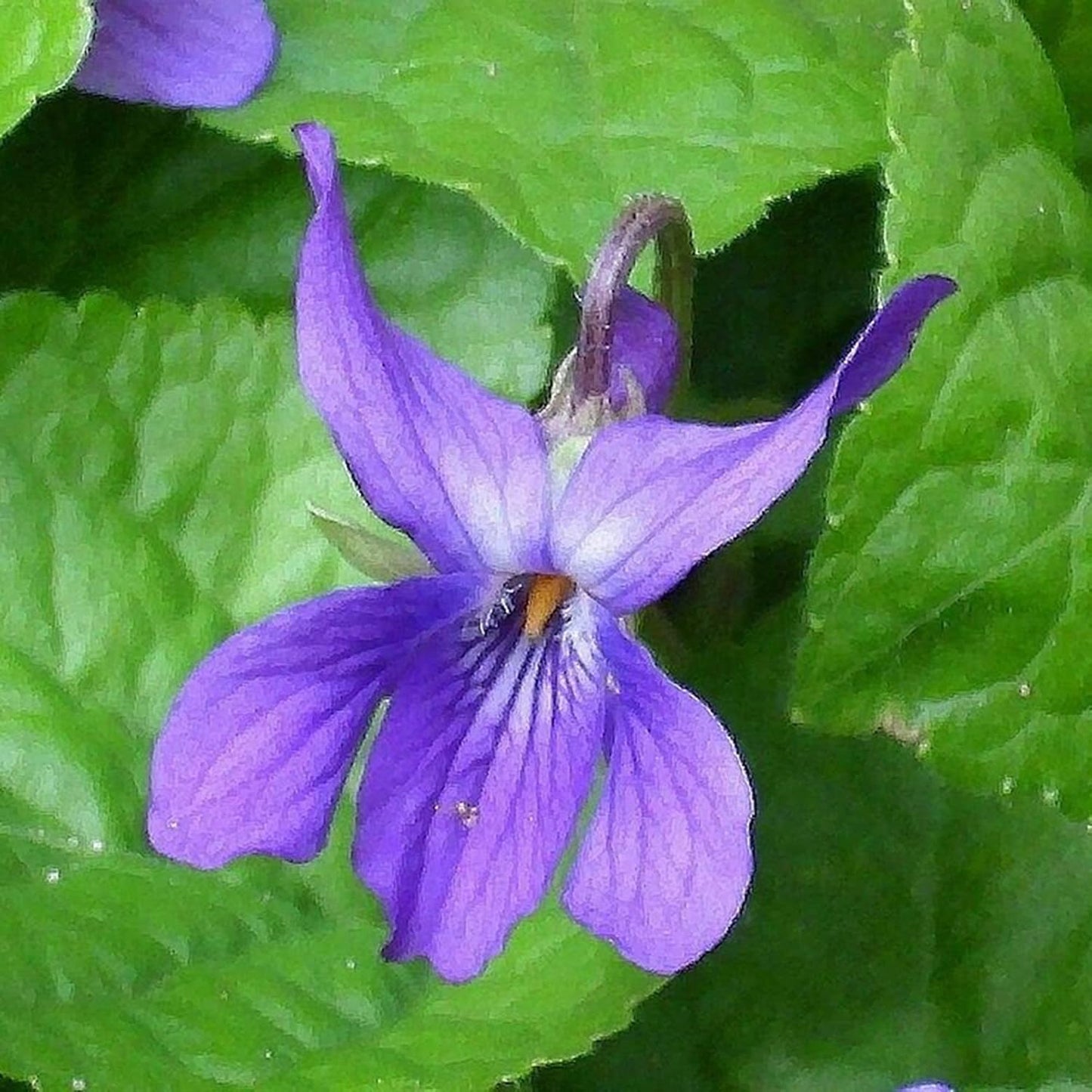 Viola Odorata 'Queen Charlotte' Blumensamen