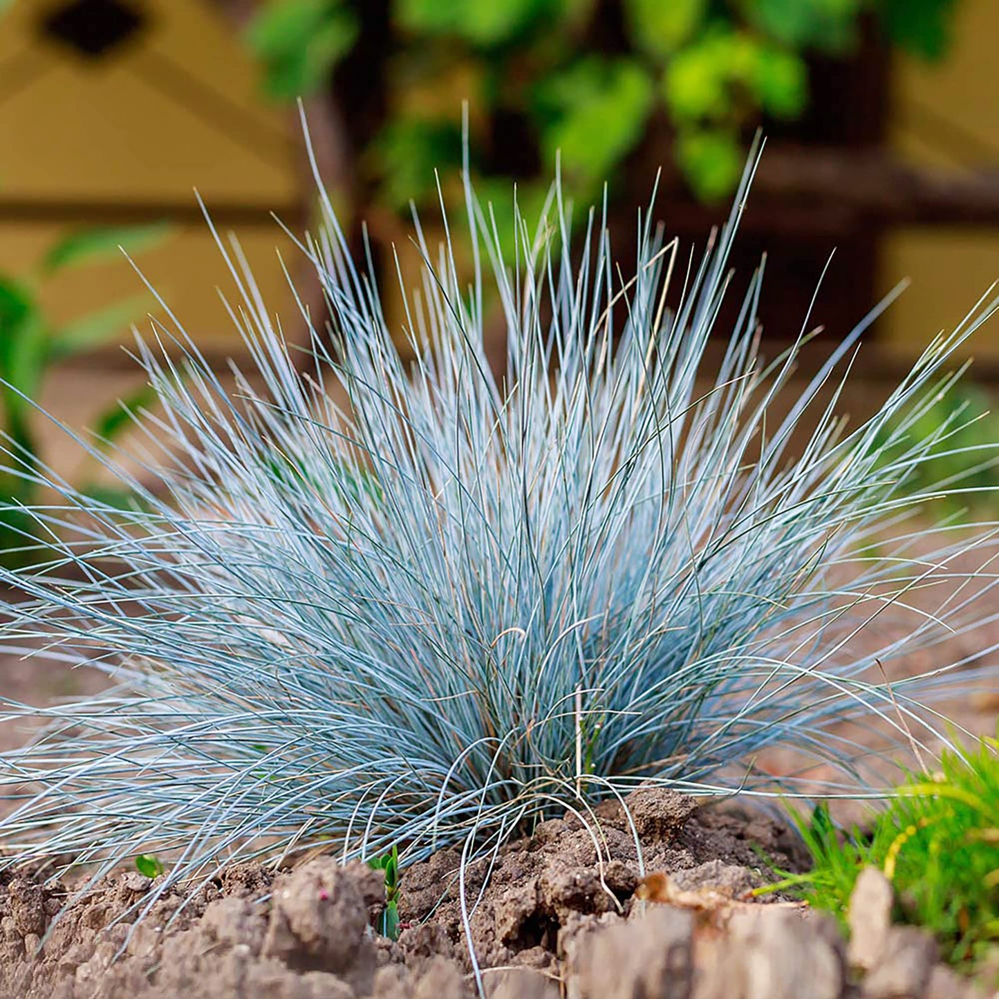 Blue Fescue Grass Herb Seeds for Planting – Heirloom, Non-GMO, Drought-Tolerant, Perennial