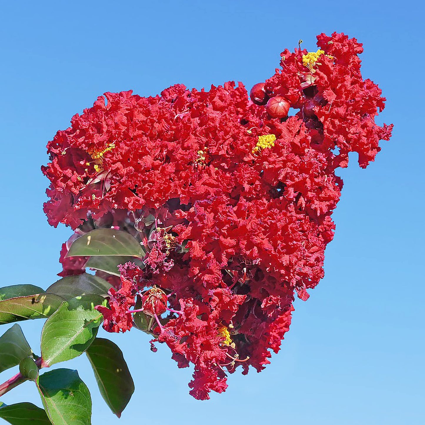 Red Crepe Myrtle Flower Seeds