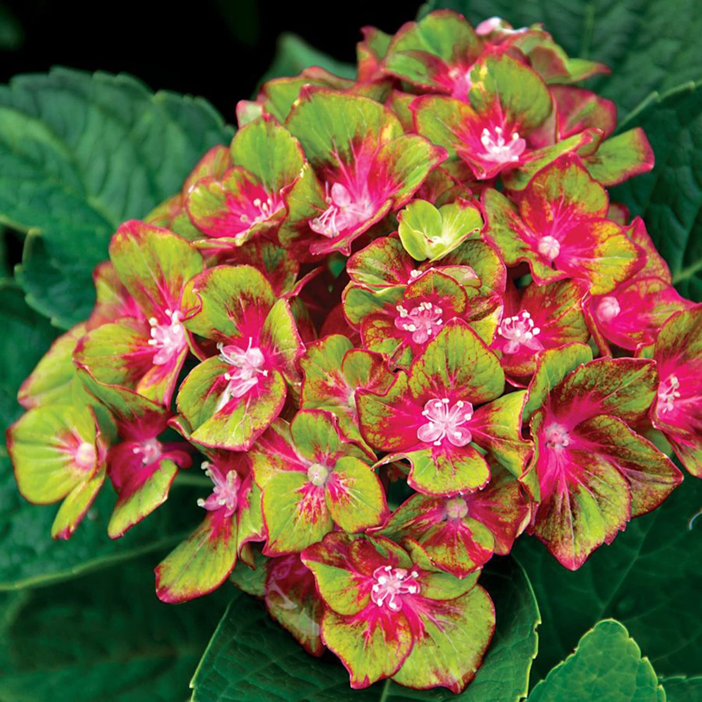 Pistachio Hydrangea Flower Seeds