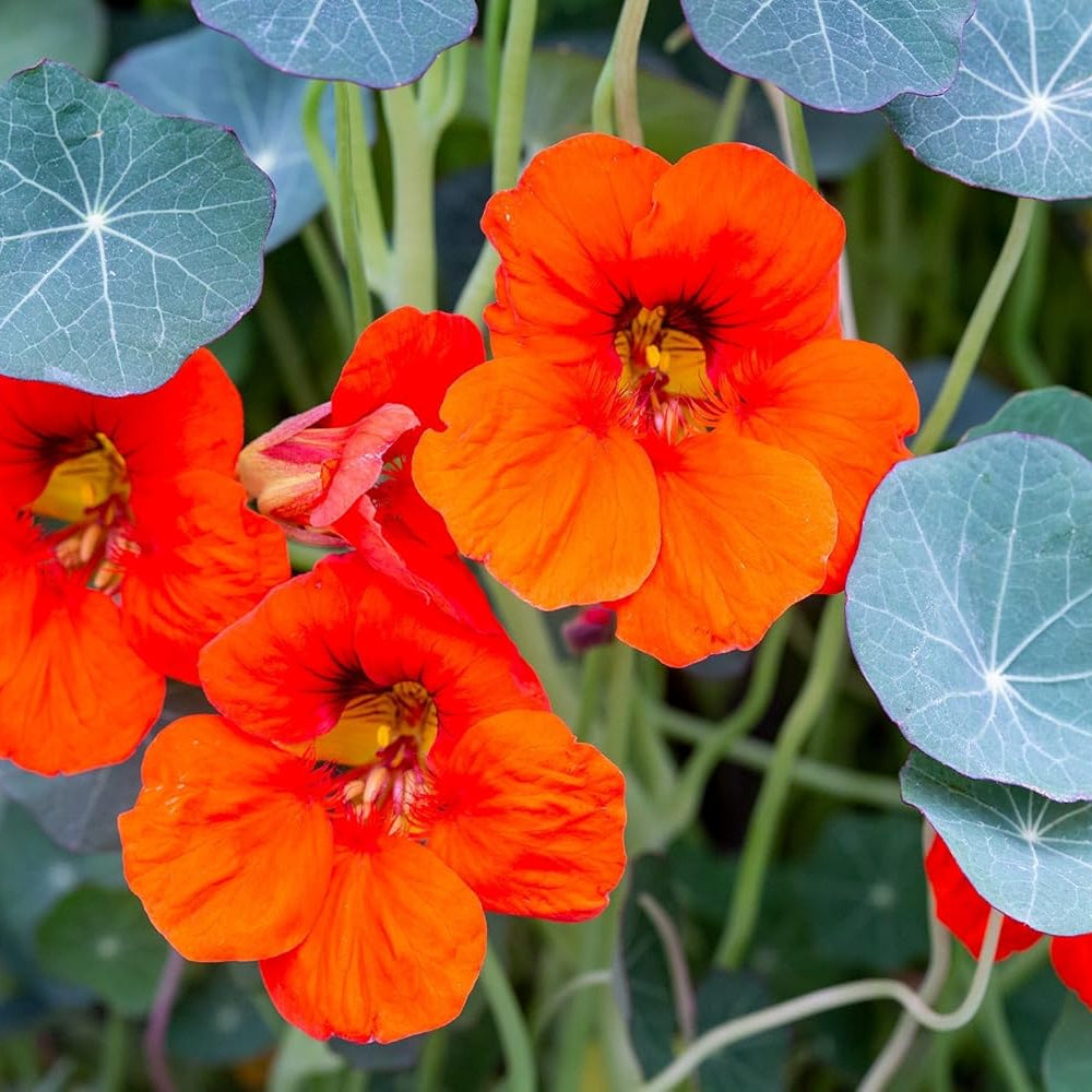 Nasturtium Flower seeds for Planting - Perfect for Borders, Heirloom & GMO Free Seeds for Home Garden
Sale for planting in home garden