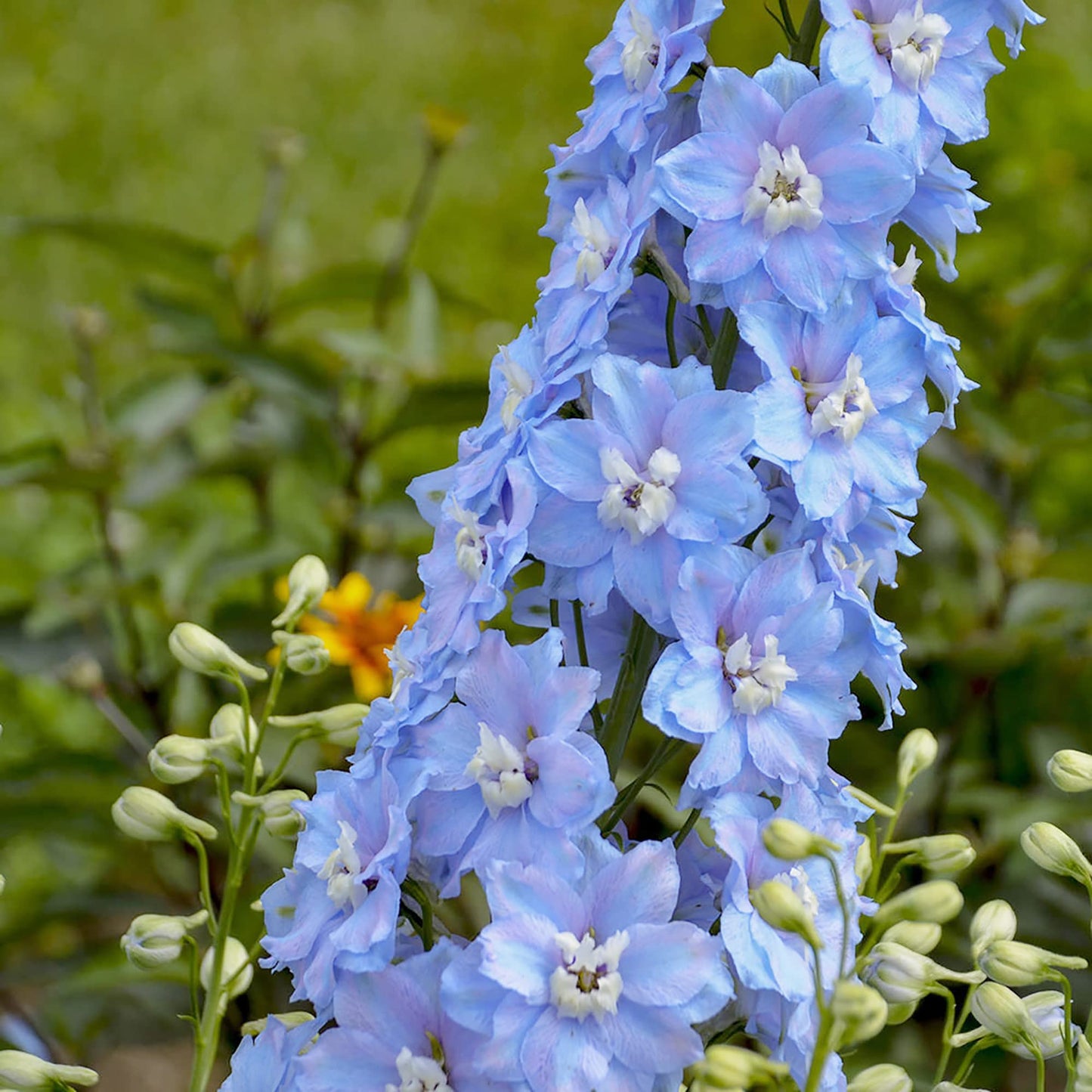 Rocket Larkspur Light Blue Flower Seeds