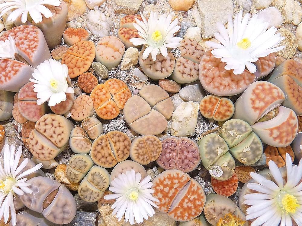 Living Stones Lithops Flower Seeds