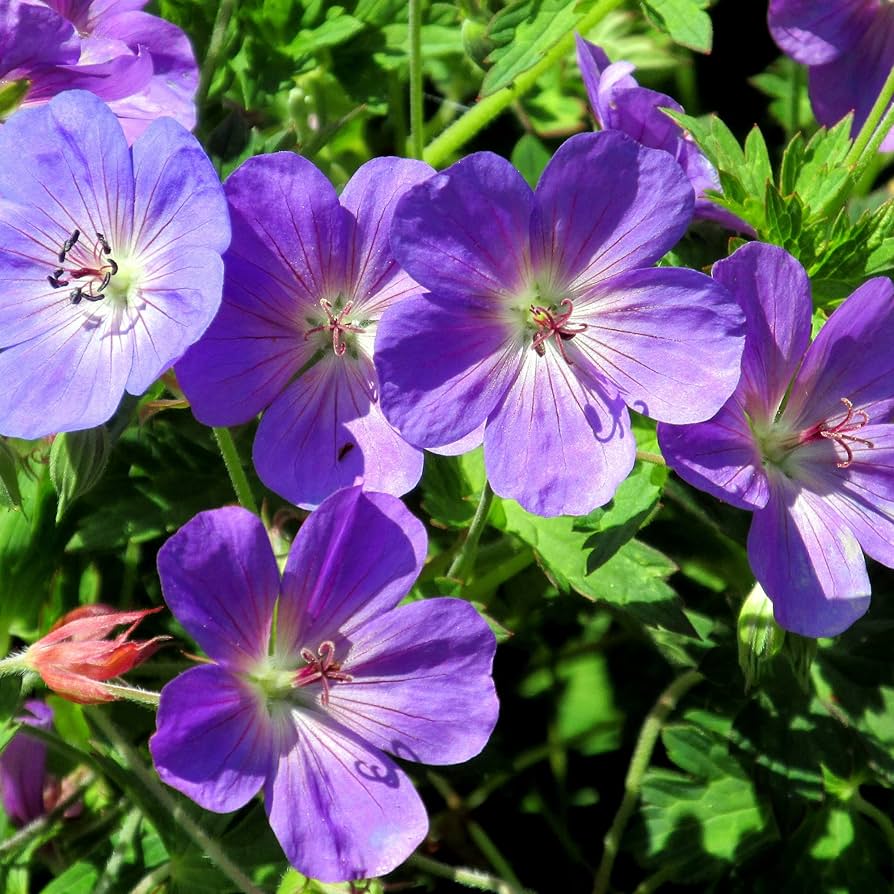Geranium 'Rozanne' Flower Seeds