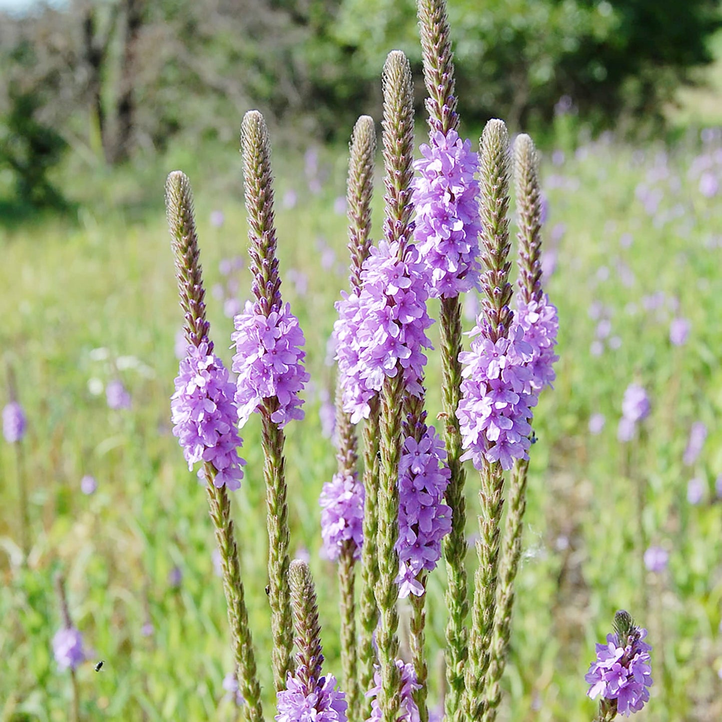 Hoary Vervain Flower Seeds